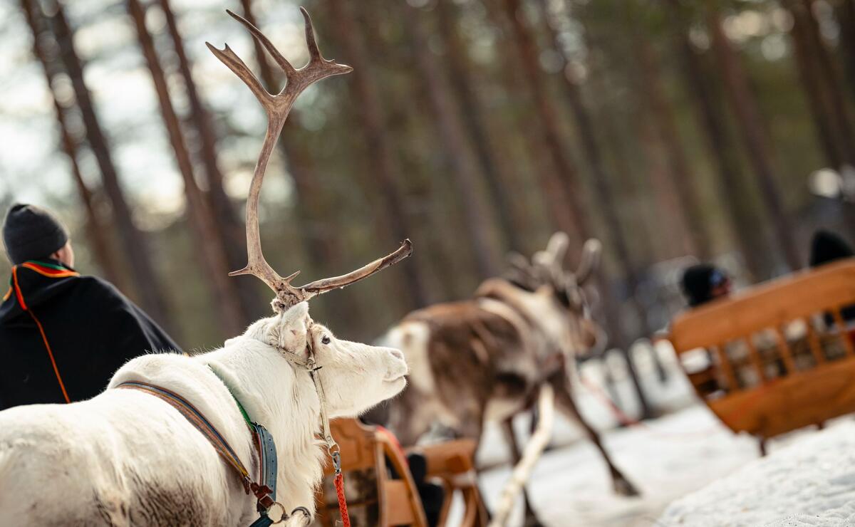 Nebim-teambuilding-lapland-12