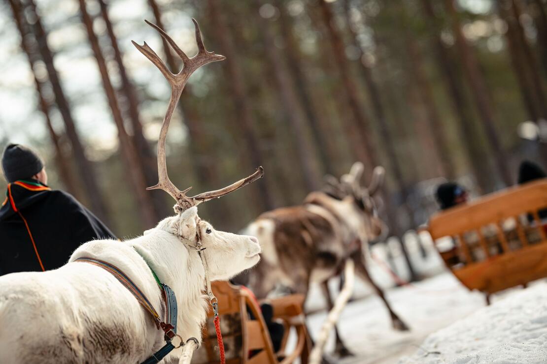 Nebim-teambuilding-lapland-12